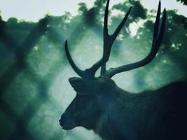 Nahaufnahmefoto des braunen Rotwilds im Wald foto