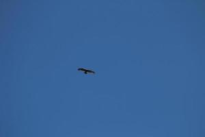 schöner adler oder falke, der im sommer am klaren blauen himmel mit wolken fliegt foto