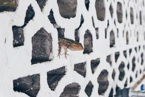 bronchocela jubata oder mähnenwaldeidechse oder bunglon surai oder bunglon oder londok verstecken sich in weißem backstein. foto