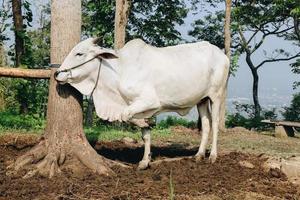 Ongole-Kreuzungsrind oder javanische Kuh oder weiße Kuh oder Bos Stier ist das größte Rind in Indonesien auf traditioneller Farm, Indonesien. traditionelle Viehzucht foto