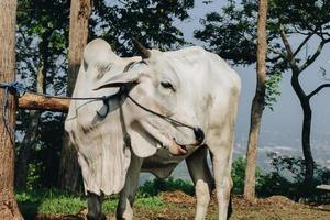 Ongole-Kreuzungsrind oder javanische Kuh oder weiße Kuh oder Bos Stier ist das größte Rind in Indonesien auf traditioneller Farm, Indonesien. traditionelle Viehzucht foto