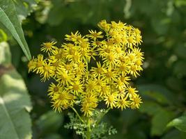 Nahaufnahme von gelben Kreuzkrautblüten, Senecio jacobaea foto