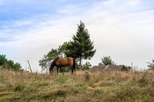 schöner wilder brauner pferdehengst auf sommerblumenwiese foto