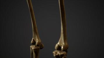 Knochen des menschlichen Skeletts foto