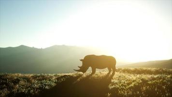 Nashorn, das während des Sonnenuntergangs im offenen Bereich steht foto