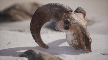 Schädel mit Widderhörnern am Strand foto