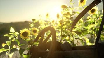 Sense im alten Vintage-Stil und Sonnenblumenfeld foto