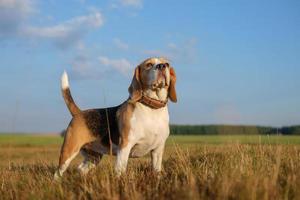 schönes Porträt eines Beagles auf einem Hintergrund aus weißen Wolken foto