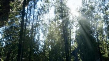 windiger, ruhiger Arashiyama-Bambushain foto