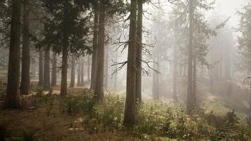 Sonnenstrahlen im natürlichen Fichtenwald foto