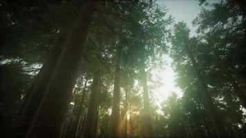 Redwood-Wald neblige Sonnenunterganglandschaft foto