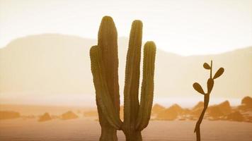 Wüstensonnenuntergang von Arizona mit riesigem Saguaro-Kaktus foto