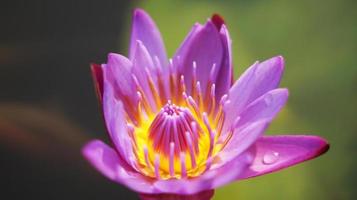 Lilienblume des violetten Wassers im Teich stockfoto foto