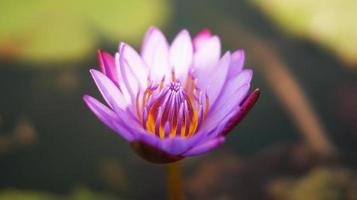 Lilienblume des violetten Wassers im Teich stockfoto foto