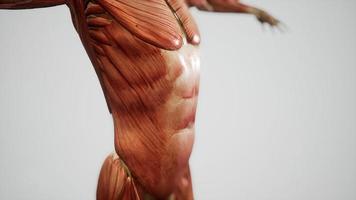 Muskelsystem der Animation des menschlichen Körpers foto
