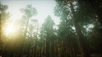 Redwood-Wald neblige Sonnenunterganglandschaft foto