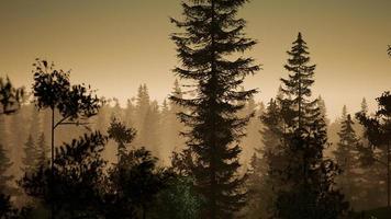 nebliger nordischer Wald am frühen Morgen mit Nebel foto