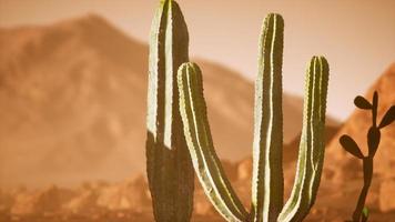 Wüstensonnenuntergang von Arizona mit riesigem Saguaro-Kaktus foto