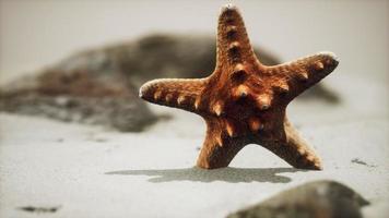 Roter Seestern am Meeresstrand mit goldenem Sand foto