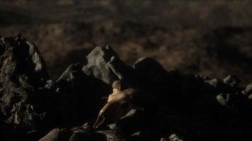 Europäischer Mufflon-Widderschädel unter natürlichen Bedingungen in felsigen Bergen foto