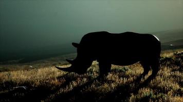 Nashorn, das während des Sonnenuntergangs im offenen Bereich steht foto