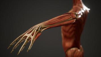 Muskelsystem der Animation des menschlichen Körpers foto