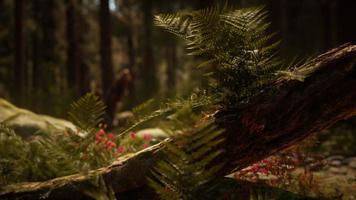 frühmorgendliches Sonnenlicht in den Mammutbäumen von Mariposa Grove foto