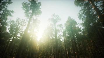 Redwood-Wald neblige Sonnenunterganglandschaft foto