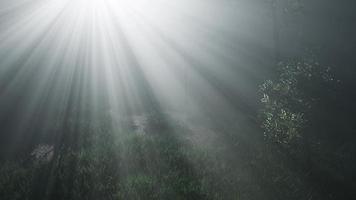 nebliger Frühlingsmorgen im Pinienwald foto