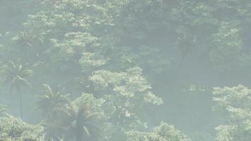 Nebel bedeckte Dschungel-Regenwaldlandschaft foto
