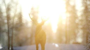 stolzes edles hirschmännchen im winterschneewald foto