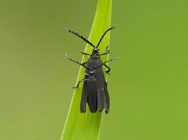 kleine geflügelte schwarze insekten, die sich vor einem grünen hintergrund paaren, werden mit samsung j7 prime und hausgemachten makroobjektiven eingefangen foto