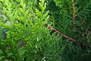 Detail von frischen grünen Kiefernblättern, orientalischem Arborvitae, Thuja orientalis oder Chamaecyparis lawsoniana, auch bekannt als Platycladus orientalis-Blatttexturhintergrund für Design-Laubmuster foto