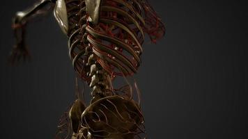 Anatomie der Blutgefäße des menschlichen Körpers foto