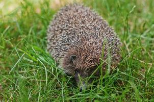 Igel auf dem grünen Gras foto