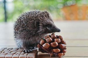 Igel auf dem Holztisch mit Nachteilen foto