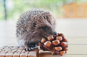 Igel auf dem Holztisch mit Nachteilen foto