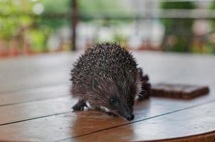 Igel auf dem Holztisch foto