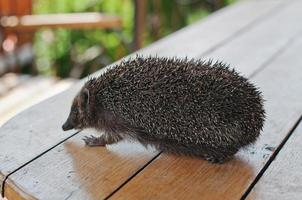 Igel auf dem Holztisch foto