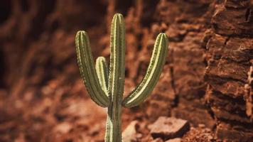 Kaktus in der Wüste von Arizona in der Nähe von roten Steinen foto