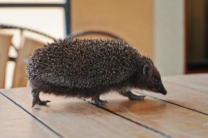 Igel auf dem Holztisch foto