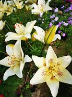 Garten blühende Lilien foto