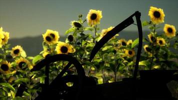 Sense im alten Vintage-Stil und Sonnenblumenfeld foto