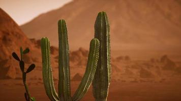 Wüstensonnenuntergang von Arizona mit riesigem Saguaro-Kaktus foto