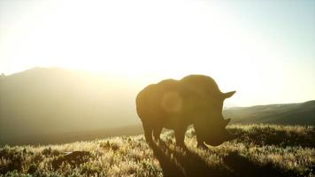 Nashorn, das während des Sonnenuntergangs im offenen Bereich steht foto