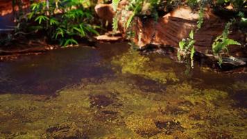 tropischer goldener teich mit felsen und grünen pflanzen foto