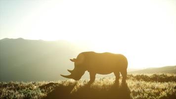 Nashorn, das während des Sonnenuntergangs im offenen Bereich steht foto