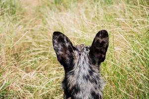 lustiger, nicht gezüchteter Hundespaziergang im Sommerpark foto