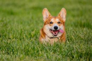 lustiges Porträt des süßen Corgi-Hundes im Freien foto