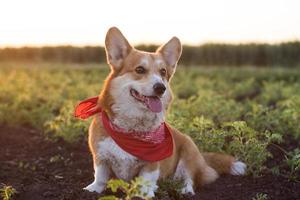 lustiges Porträt des süßen Corgi-Hundes im Freien foto